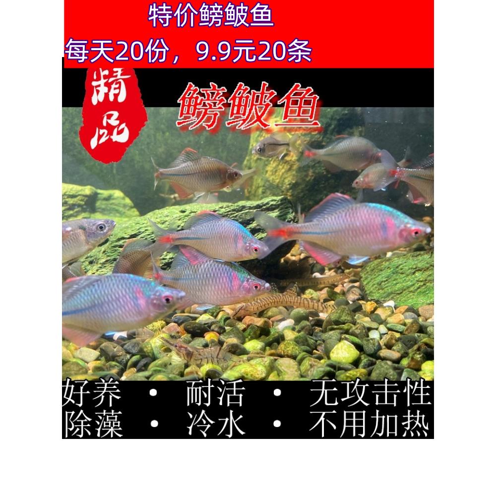 源生鳑鲏鱼观赏鱼冷水鱼七彩旁皮原生鱼活体小型淡水鱼好养清洁鱼