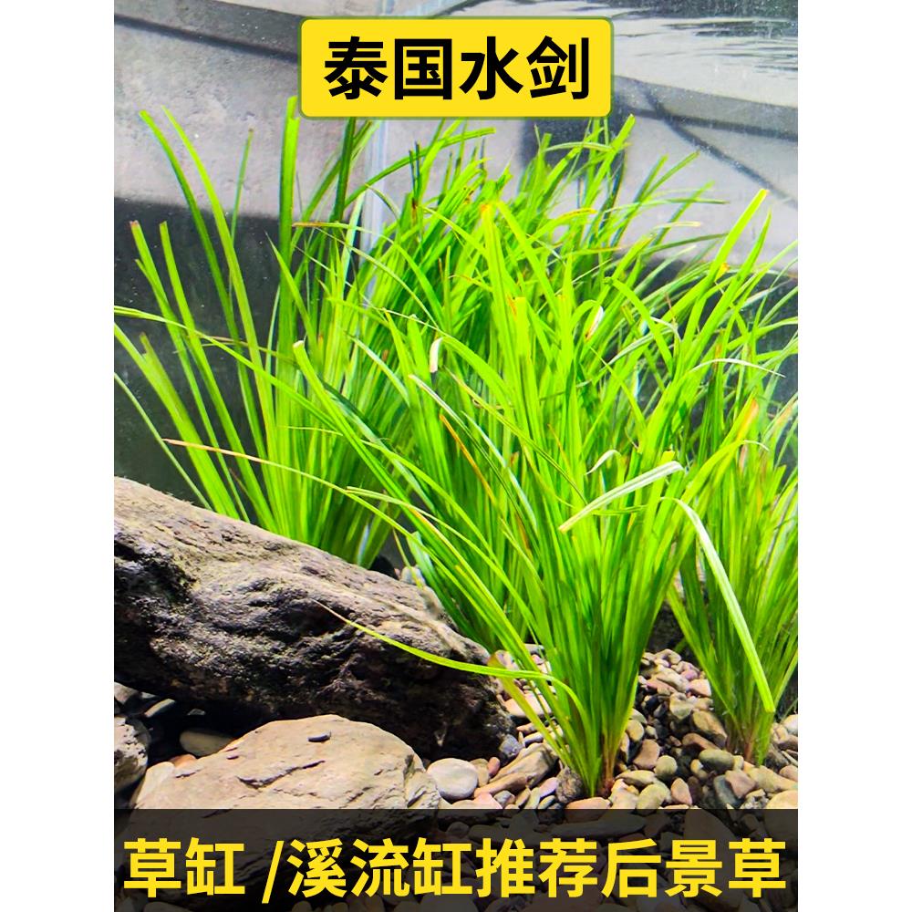 泰国水剑鱼缸草缸溪流缸造景水草中后景水培植物古法阴性好养水兰