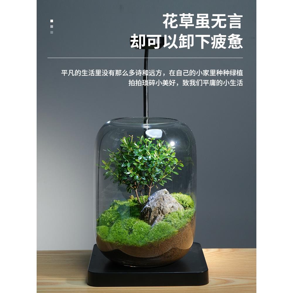 桌面微景观玻璃生态瓶苔藓成品好养创意盆栽室内装饰摆件盆景植物