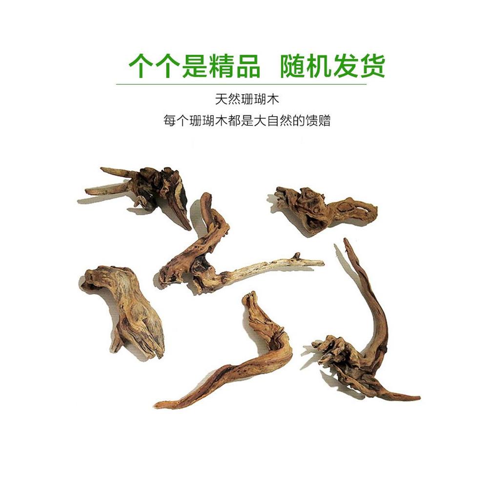 鱼缸造景小型沉木可绑水草天然珊瑚木莫斯树小树桩装饰爬宠攀爬木