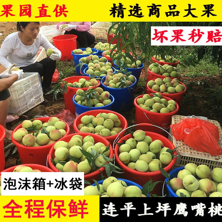 正宗连平上坪鹰嘴桃新鲜水果桃子广东河源脆桃水蜜桃9/5斤装大果