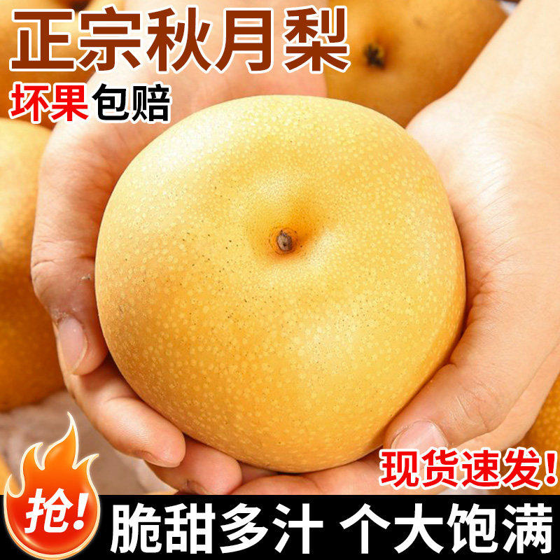秋月梨正宗新鲜水果清甜