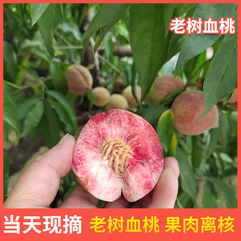 2026新鲜血桃朱砂红桃子