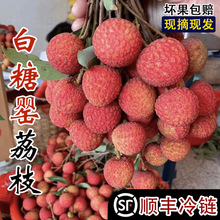 广东高州白糖罂新鲜荔枝现摘顺丰3斤/5斤包邮当季妃子桂笑味整箱