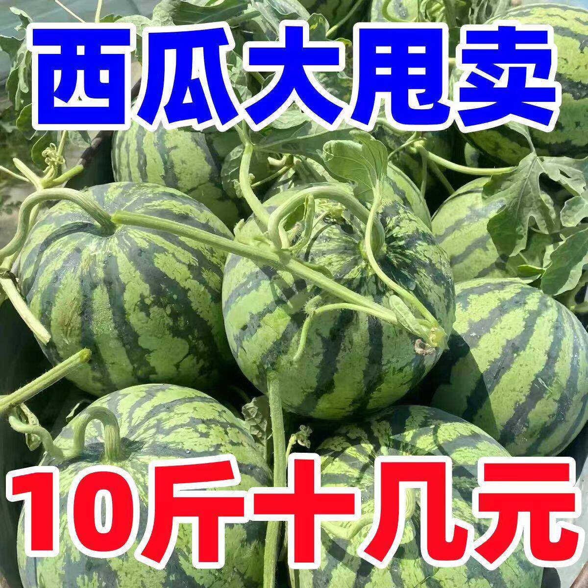 正宗麒麟西瓜新鲜云南高山基地直发无籽有籽整箱现摘应季甜瓜熟瓜