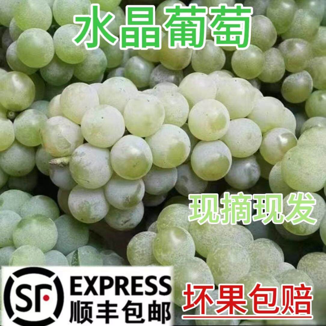 【顺丰包邮】湖南 水晶葡萄新鲜香葡萄土葡萄玫瑰香水晶葡萄现摘