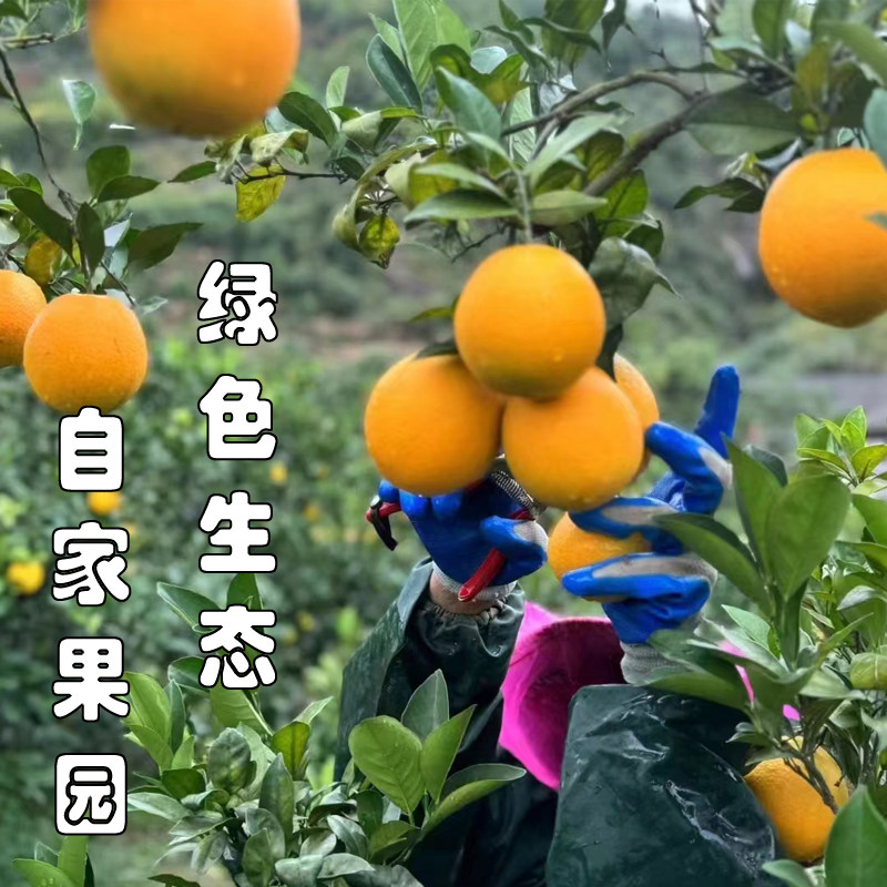 【顺丰京东包邮赣南脐橙】买5斤送5斤当季水果新鲜采摘手剥的甜橙