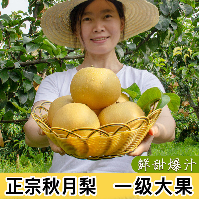 正宗冰糖秋月梨砀山梨安