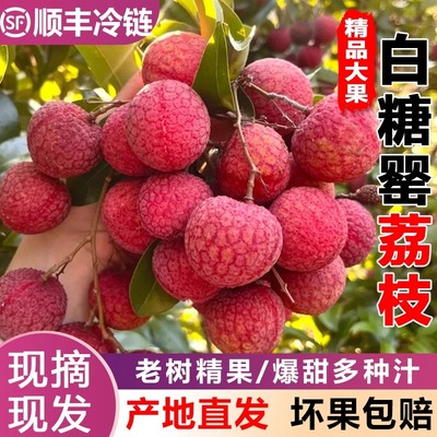 正宗广东高州白糖罂荔枝新鲜现摘老树荔枝5斤纯甜大果顺丰包邮