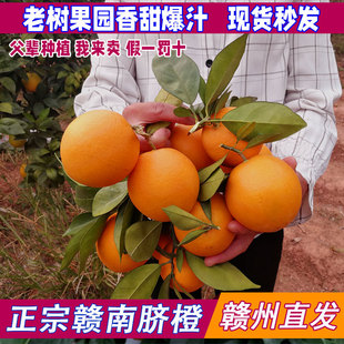 新鲜水果橙子正宗赣南脐橙赣州直发安远信丰寻乌手剥橙20斤包邮