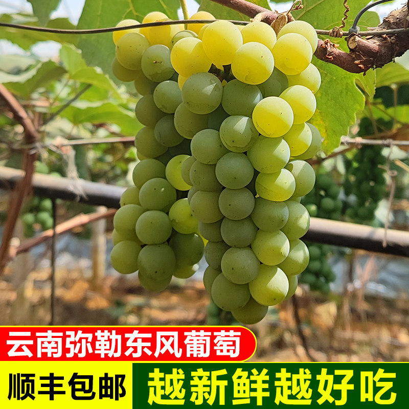 【顺丰】2025年新鲜水晶葡萄3斤4斤云南弥勒东风当季水果黄果现摘