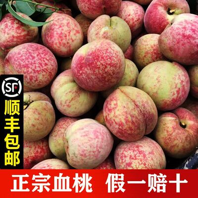 湖北胭脂红血桃老品种当