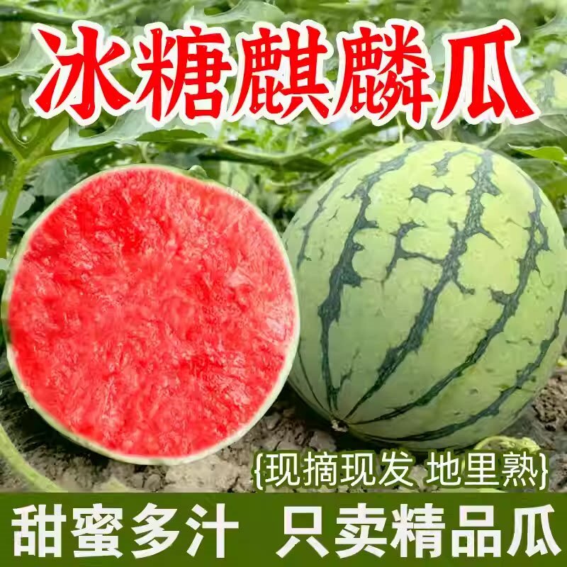 现摘8424冰糖麒麟西瓜无籽新鲜美都薄皮脆甜当季孕妇水果包熟包甜