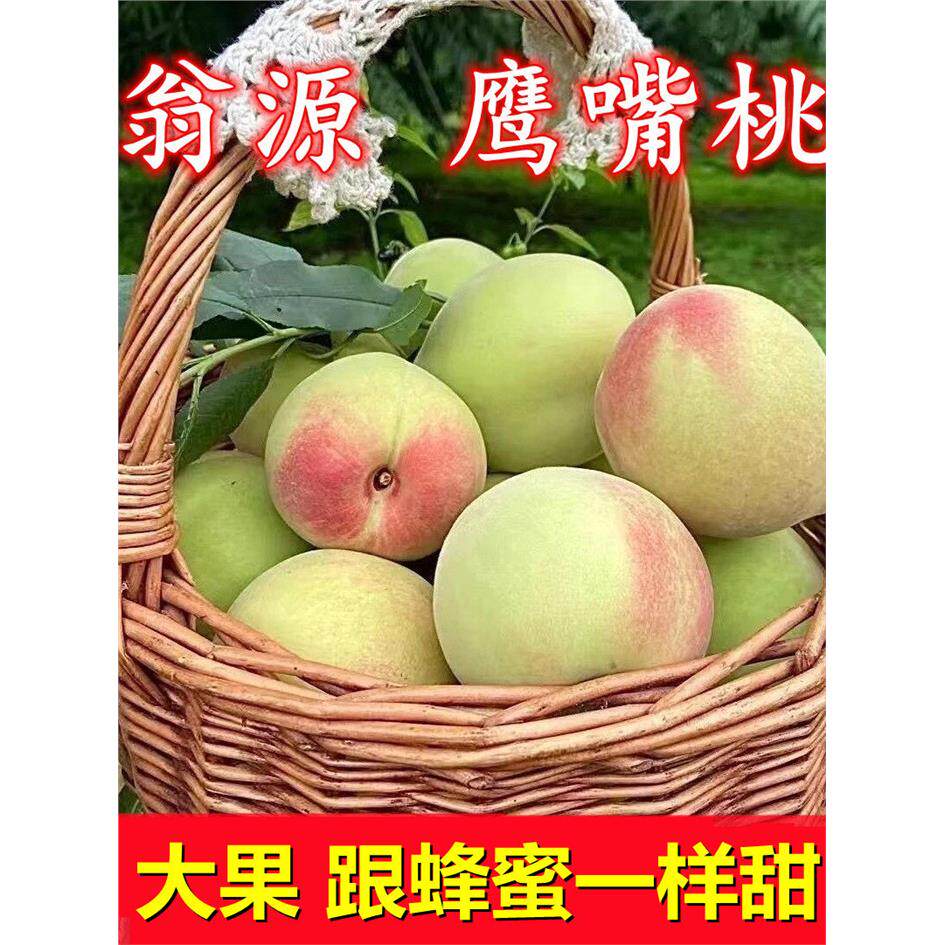 广东韶关翁源鹰嘴桃新鲜