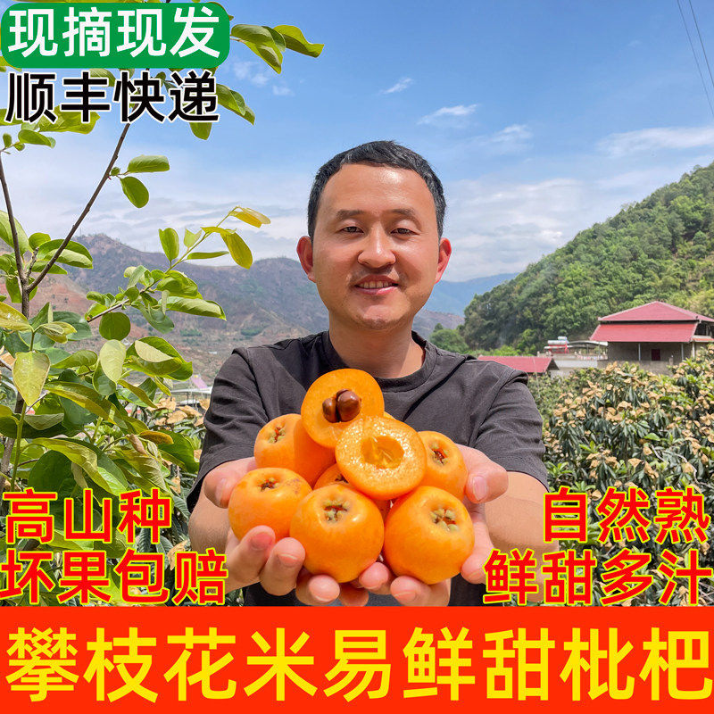 老树现摘攀枝花新鲜枇杷四川米易大五星琵琶孕妇水果当季顺丰包邮