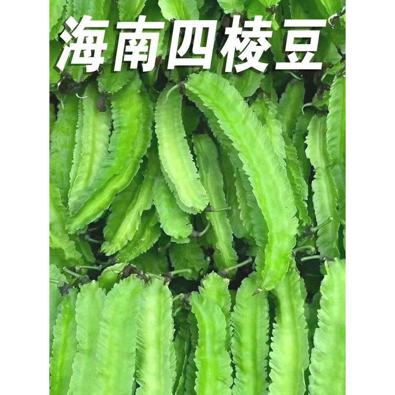 海南四棱豆新鲜四角豆皇帝豆龙豆当季豆角四季豆龙角豆带箱包邮