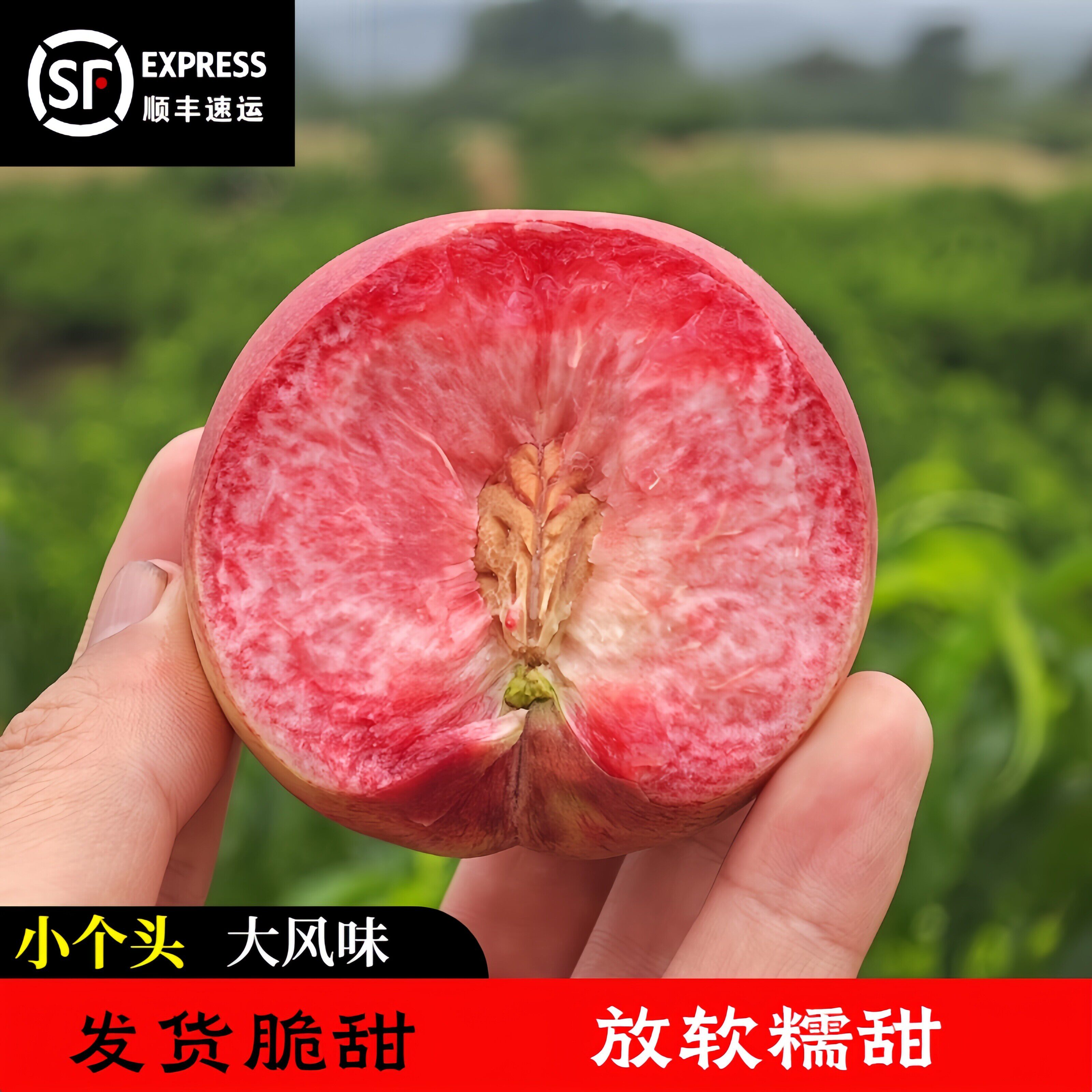 正宗血桃朱砂红桃胭脂新