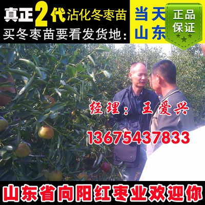 枣树苗脆甜枣沾化冬枣二代新品种