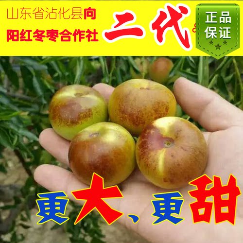 冬枣苗矮化沾化冬枣果大脆甜山东