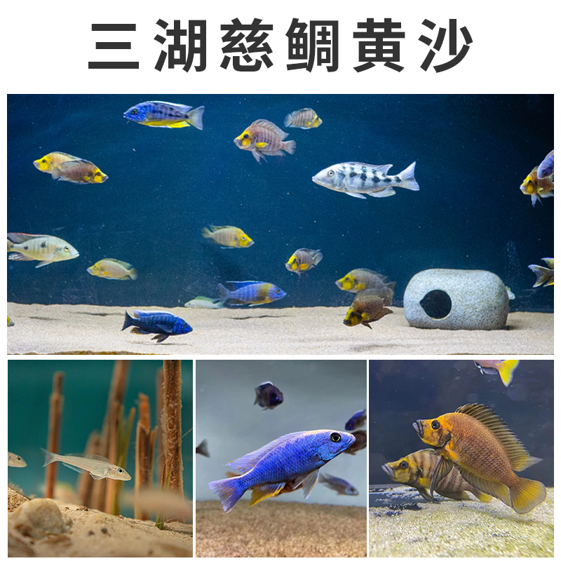 水尚良品三湖慈鲷沙卷贝马鲷萨依蓝六间专用鱼缸造景底砂黑白黄沙