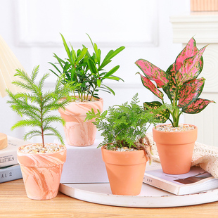 罗汉松盆栽植物九里香带盆栽好发财树观叶小绿植吊兰袖珍椰子棕竹