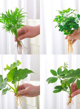 春羽盆栽植物水培如意皇后观叶绿植鸭脚木金钻驱蚊盆栽竹柏小红掌