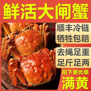【活蟹】鲜活大闸蟹8只现货鲜活螃蟹全母红膏蟹产地直发顺丰冷链
