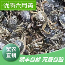 活蟹两元三元蟹非全母六月黄小螃蟹鲜活大闸蟹公母稻田蟹河蟹水产