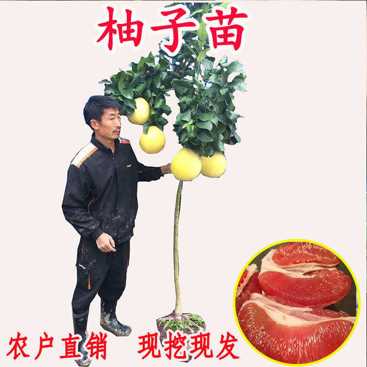 三红红心柚子树苗 图片 价格 多少钱 什么值得买