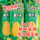 糯鲜即食现摘黄甜糯香黏苞米棒8支10支 真空包装 新季 东北黏玉米棒