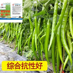 美辣三号辣椒种子中熟长线椒春季秋季四季秋播超长无筋耐热春播种