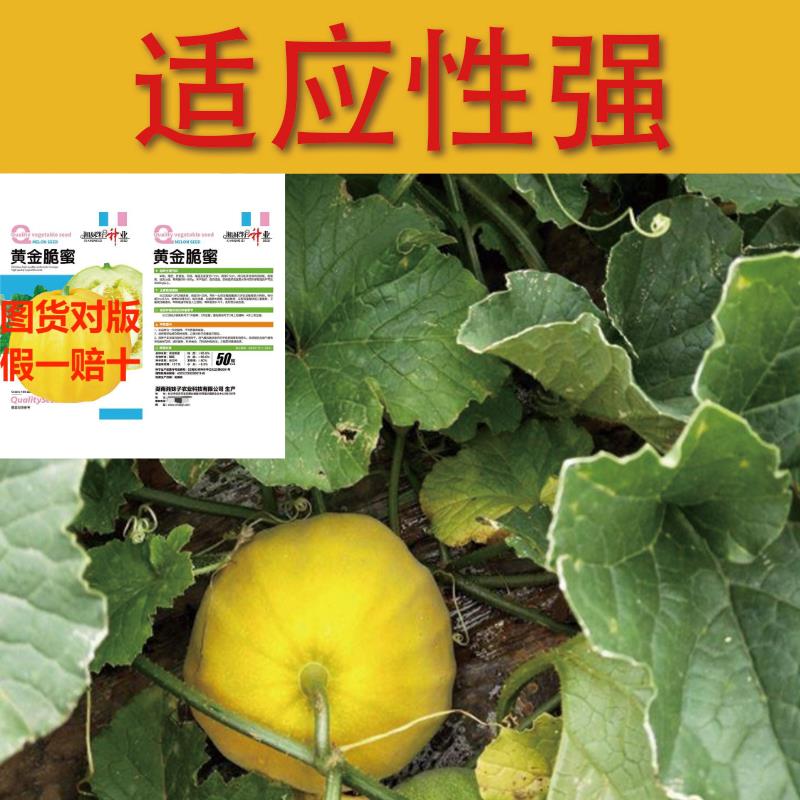 黄金脆蜜甜瓜种子早熟薄皮球形黄色拉人家用室内阳台清香甜瓜