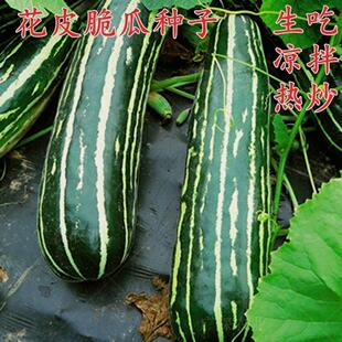 花皮酥菜瓜种籽烧瓜梢瓜烧瓜酥种籽花皮甜瓜种子春秋播香瓜种籽