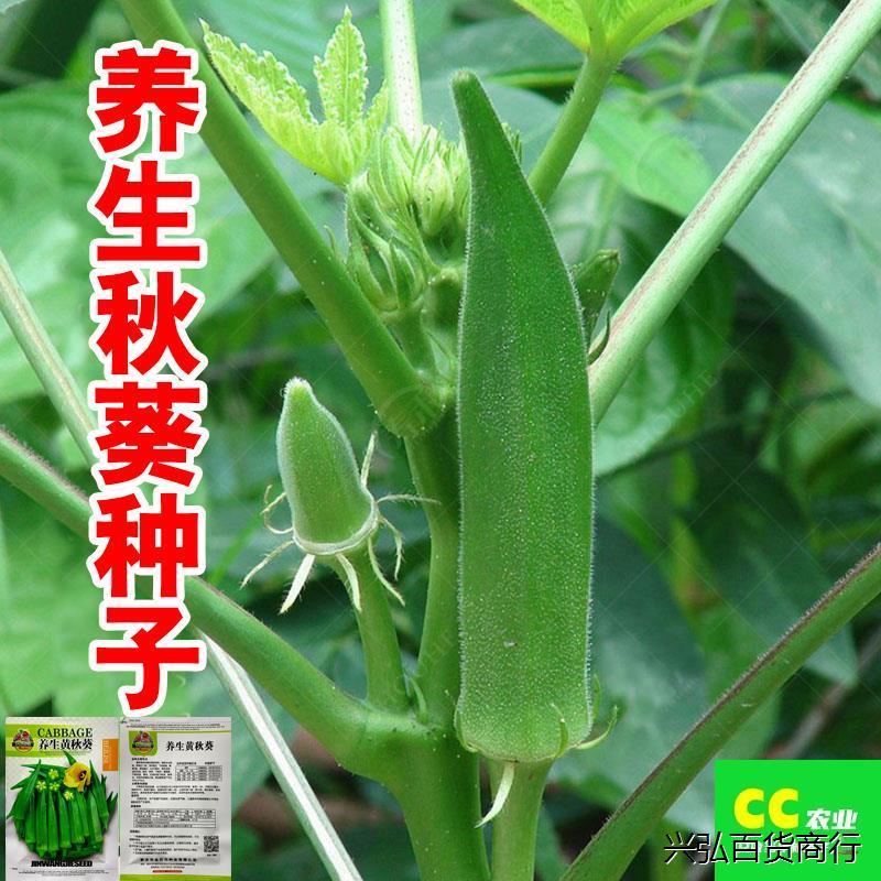 原装正品养生黄秋葵种子高产水果红秋葵种孑苗四季阳台盆栽蔬菜籽