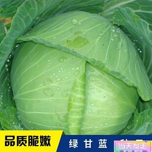 甘蓝种子高产秋播阳台蔬菜种孑包菜种子青菜农家菜园卷心菜籽