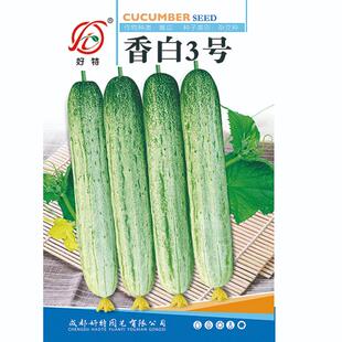 香白三号黄瓜种子极早熟春季秋季夏季耐热秋播庭院清香四季当季种