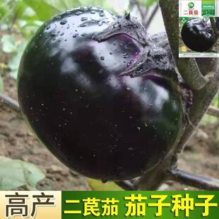 特大茄子种子天津紫黑圆茄种籽二苠茄春秋播农家高产早熟蔬菜种孑