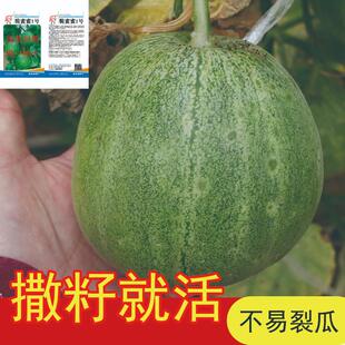 脆蜜蜜一号甜瓜种子早熟薄皮春季南方大果庭院夏季秋播清香四季种