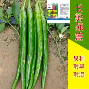 美辣二号辣椒种子两用超长春季辣味薄皮微辣秋播四季香辣特辣种籽