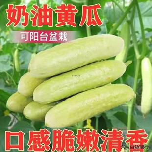 奶油白黄瓜种子春夏秋播白玉黄瓜种子多汁四季黄瓜种籽蔬菜种子