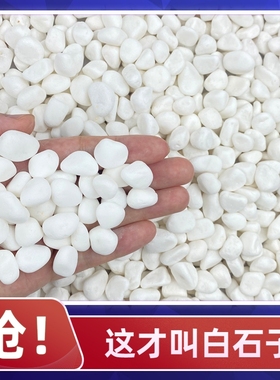 白石子造景石子白色鹅卵石石头南京雨花石鱼缸多肉铺面水培郁金香