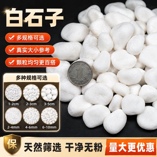 白石子水培植物装饰美化