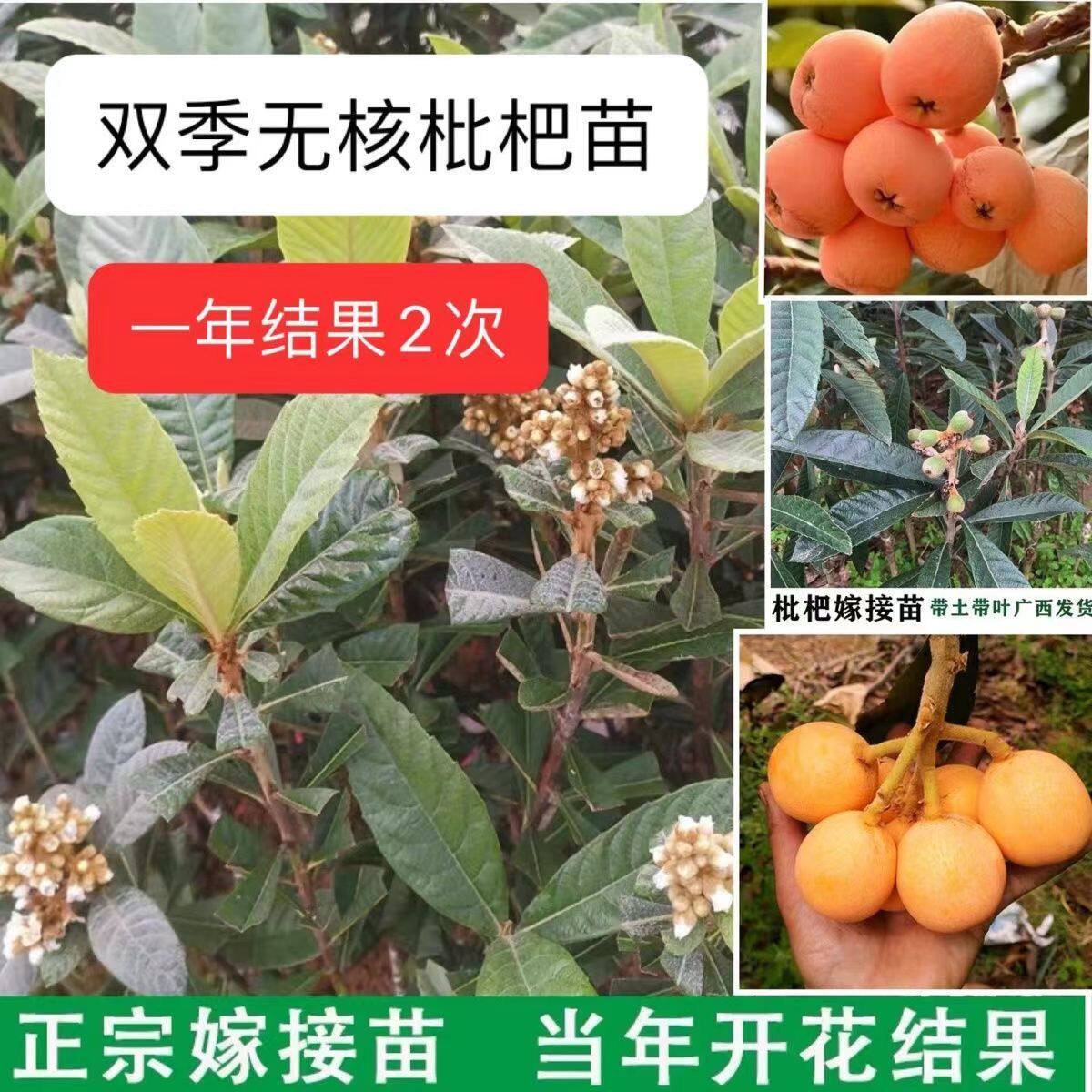 正宗双季无核枇杷苗大五星嫁接大果矮化阳台盆栽南方种植当年结果