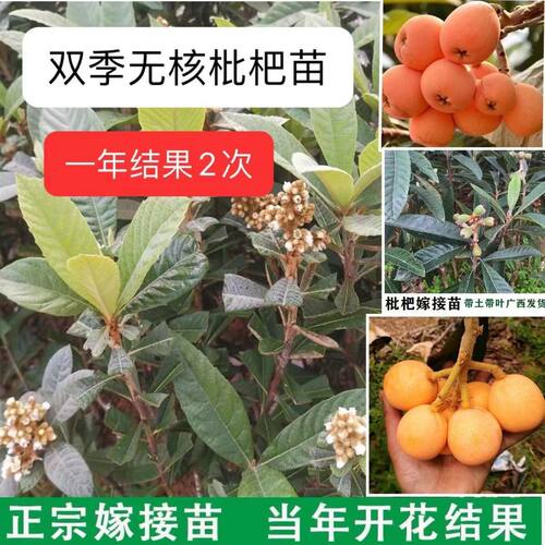 正宗双季无核枇杷苗大五星嫁接大果矮化阳台盆栽南方种植当年结果