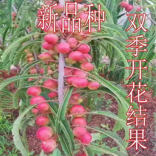 超大油甘果苗正宗嫁接苗盆栽地栽当年结果苗特甜红油甘果树苗南方