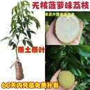 种菠萝味荔枝果苗荔枝王树嫁接无核桂味妃子笑冰荔荔枝树苗 新品