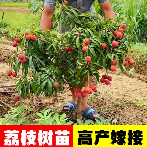 荔枝果苗妃子笑桂味无核荔枝仙进奉冰荔果树苗种植果树苗带土带叶