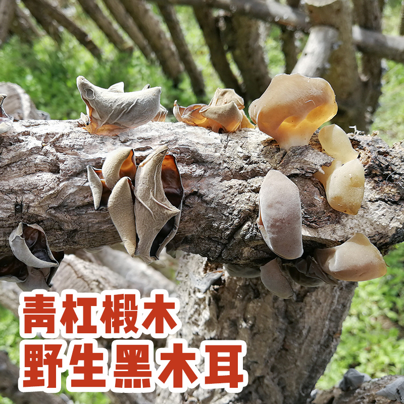 黑木耳250g木耳干货特级细脆椴木黑木耳干货农家特产青川黑木耳菜