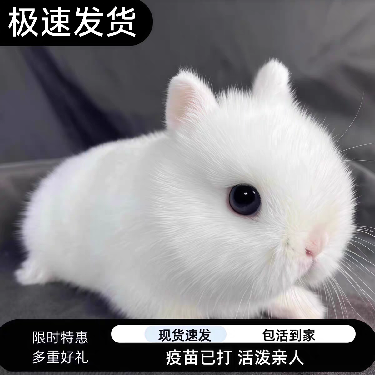 疫苗已打好养儿童可养