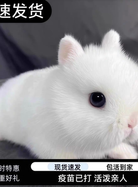 兔子活物凤眼侏儒兔茶杯兔长不大宠物兔垂耳兔迷你兔子活体茶杯兔